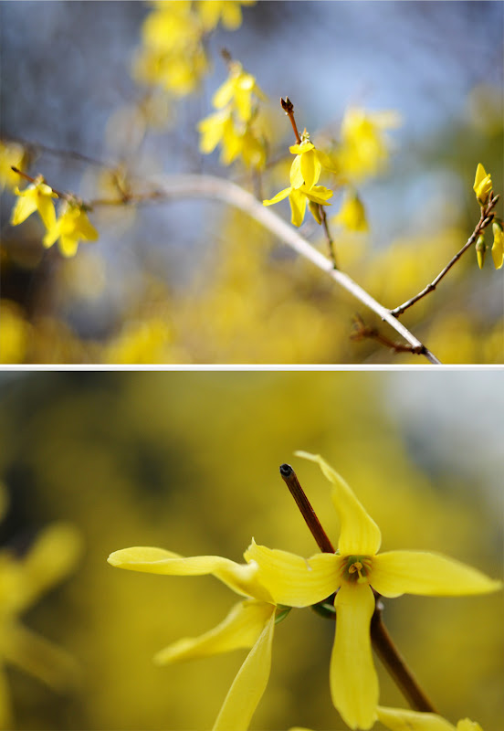 Forsythia Cut Out Stock Images Pictures Alamy