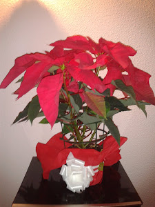 Poinsettia o Flor de Pascua