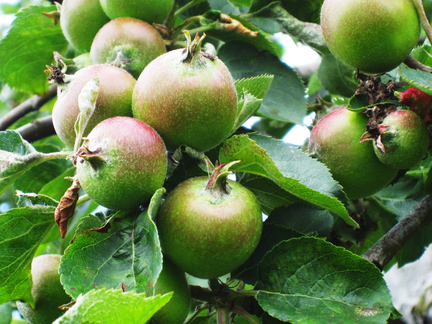 The Orchard Year A year in the life of a Bramley Apple Tree June 7th
