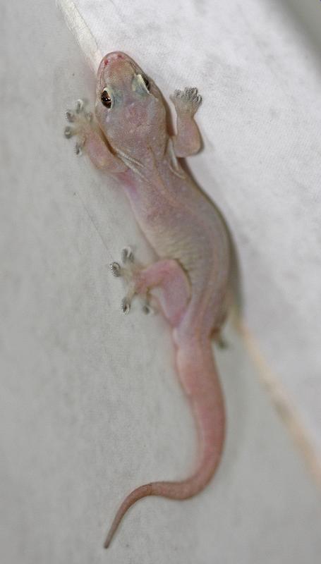 Lizard House