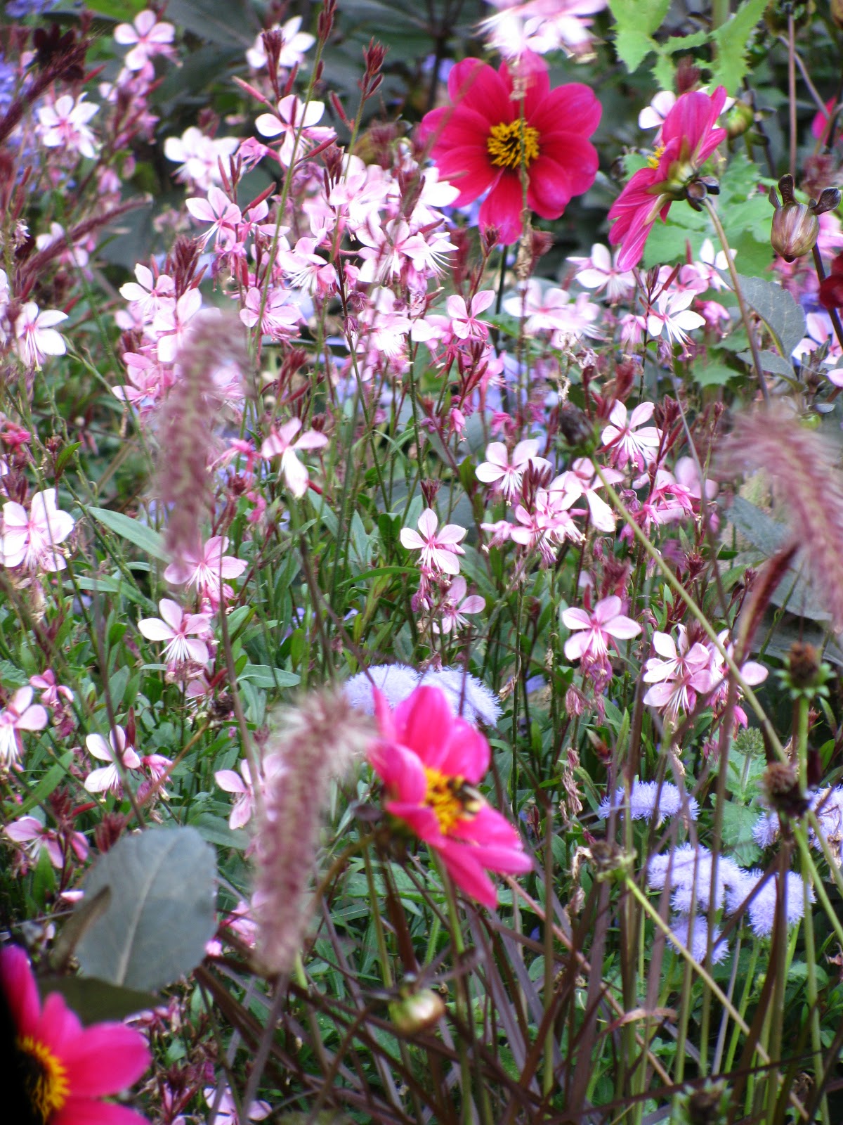 Flora and Fauna Plants and Critters Roadside Flowers in Antwerp, Belgium