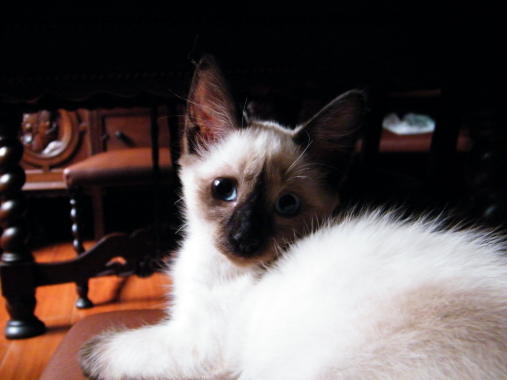 Introducing Lulu! Our new cat! A Little Bit of Everything