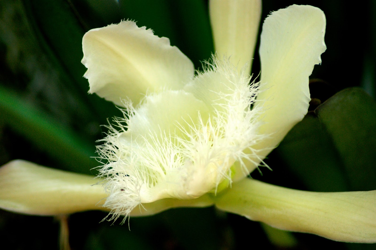 Pensamientos Maupinianos Rhyncholaelia digbyana flor nacional de