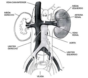 Cuentosdedoncoco Com Sistema Excretor Para Ninos