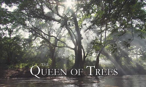 Queen.of.Trees.720p.Xvid.AC3%25252001.jpg