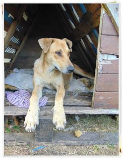 ADOPTÁ UN INQUILINO DEL REFUGIO