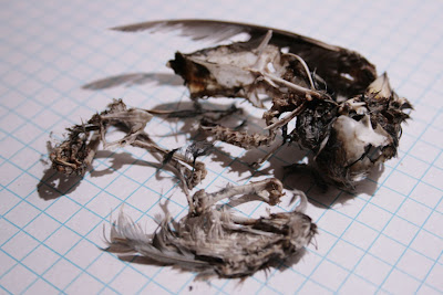 deadbird3.JPG