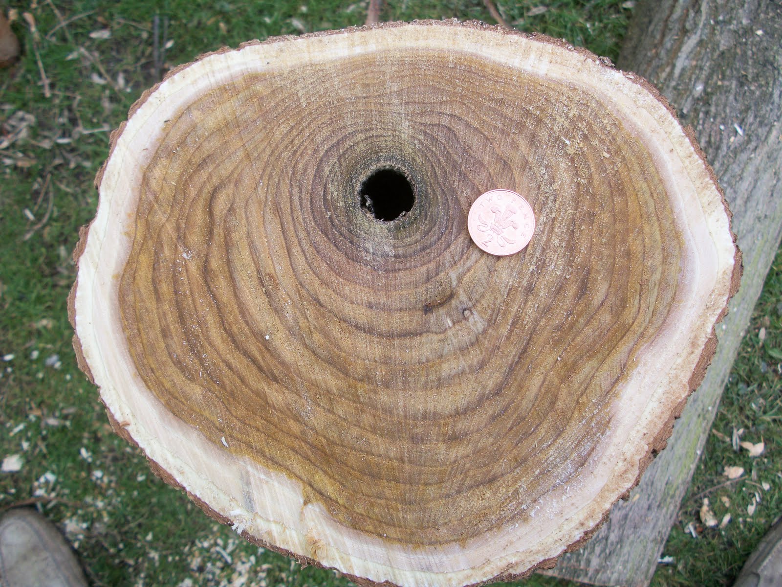 A Bodger's Blog Rochester Catalpa Collection