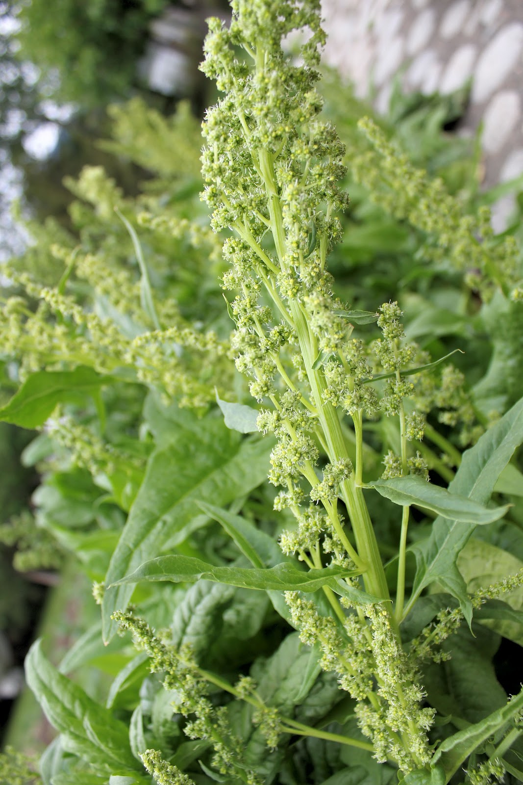 My Mountain Garden Gleanings Saving Spinach Seeds