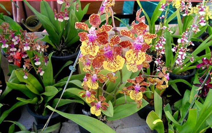 Bunga orkid - Pameran MAHA