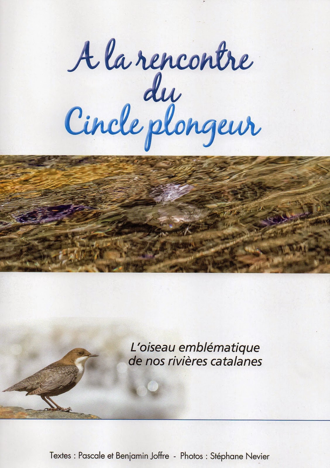 a la rencontre du cincle plongeur