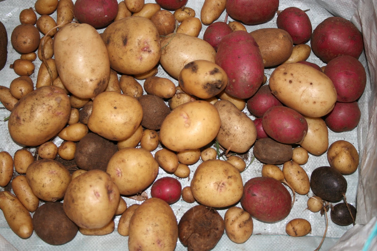 Planting Sweet Potatoes In North Texas