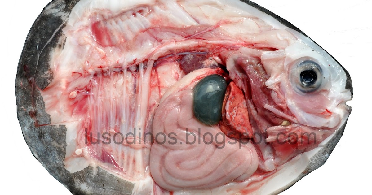 Lusodinos- Dinossauros de Portugal: Anatomia do peixe-lua Mola mola