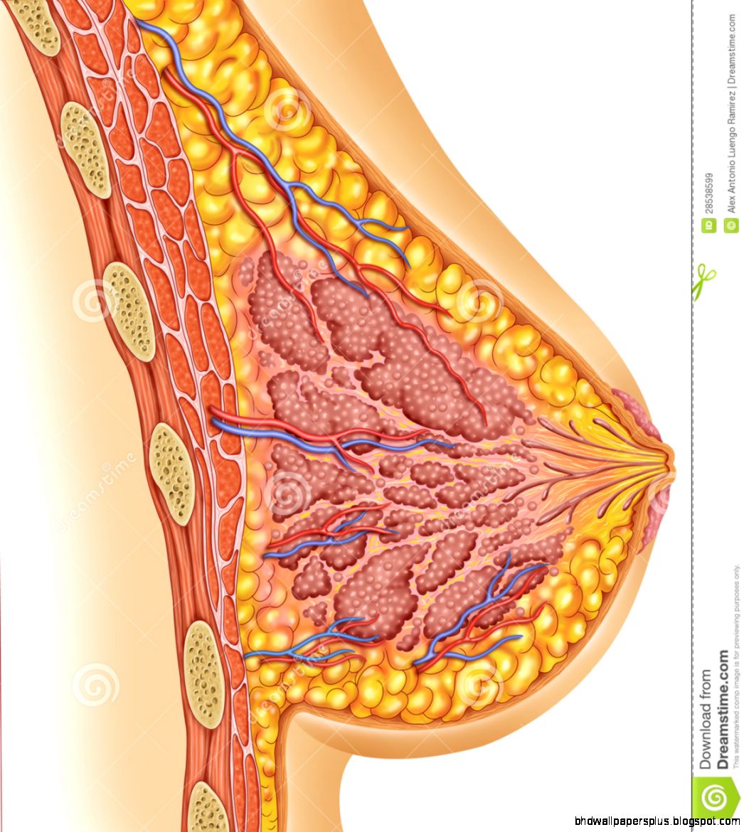 Anatomy Of Female Breast Royalty Free Stock Images Image 28538599 Anatomy Of Female Breast Royalty Free Stock Images Image 28538599
