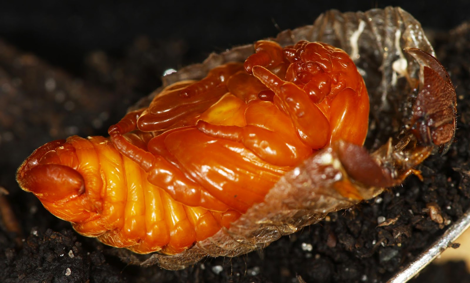 All of Nature: June Beetle Pupae1600 x 963