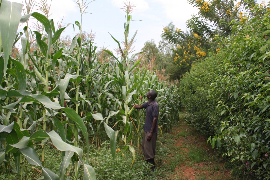 mkulimakisasa MAIZE FARMING SUCCESS STORY FROM WESTERN KENYA