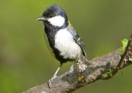 Tips Memilih Dan Merawat Bakalan Burung Berkicauw Cara Merawat