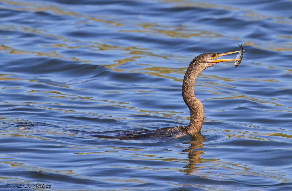 Birding Is Fun! The Snakebird