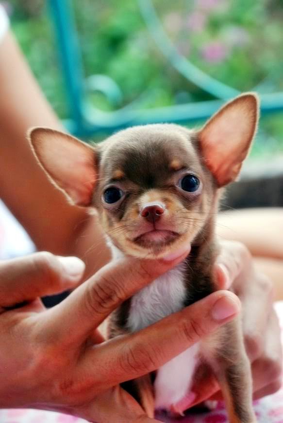 How much does a Chihuahua Puppy Cost?