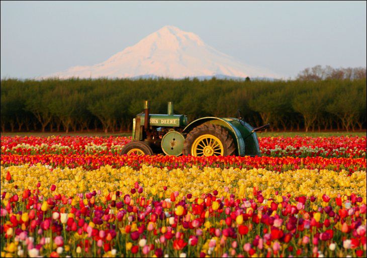 Holandija Tulip%2BGarden%2B-%2BNetherland%2Bin%2BMay%2BMonth%2B%252815%2529