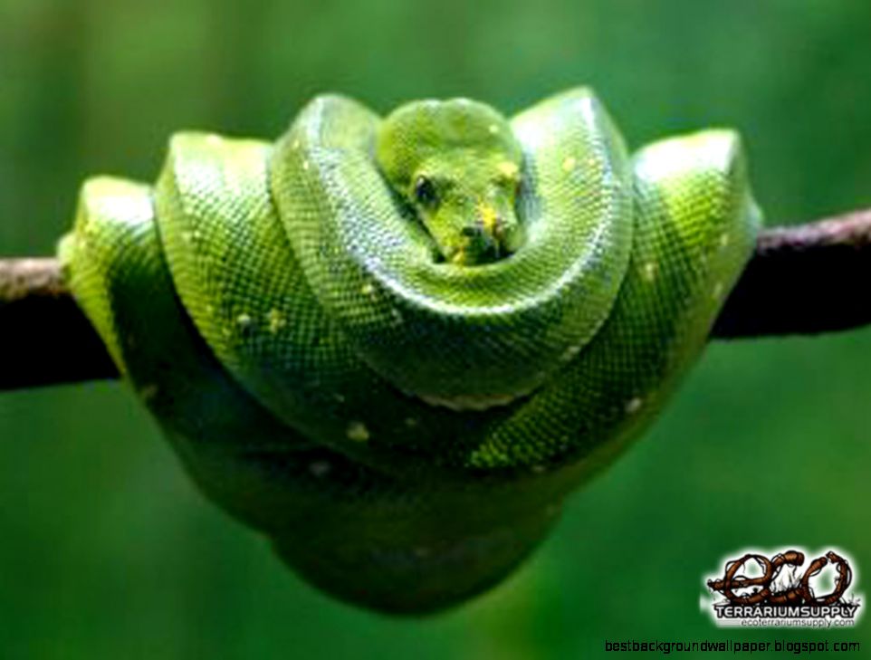 Green Tree Boa Snake   Bing images Green Tree Boa Snake   Bing images