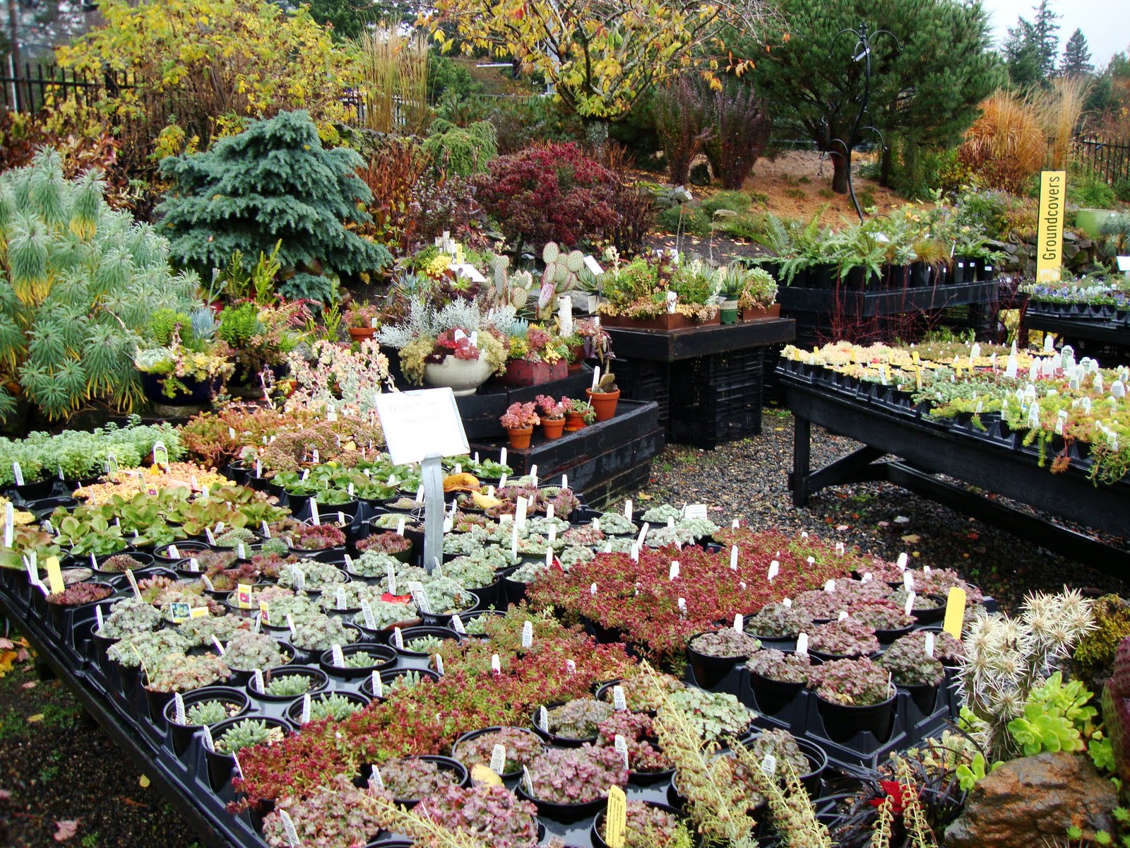 danger garden Cornell Farms, a nursery in Portland that I’d never been to!