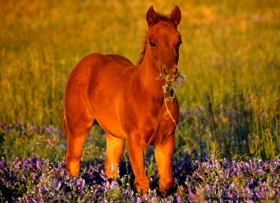 Quarter Horse Filly Photo and Desktop Wallpaper Quarter Horse Filly Photo and Desktop Wallpaper