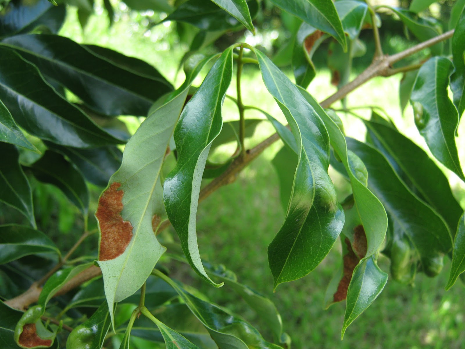 Lychee Tree Leaves