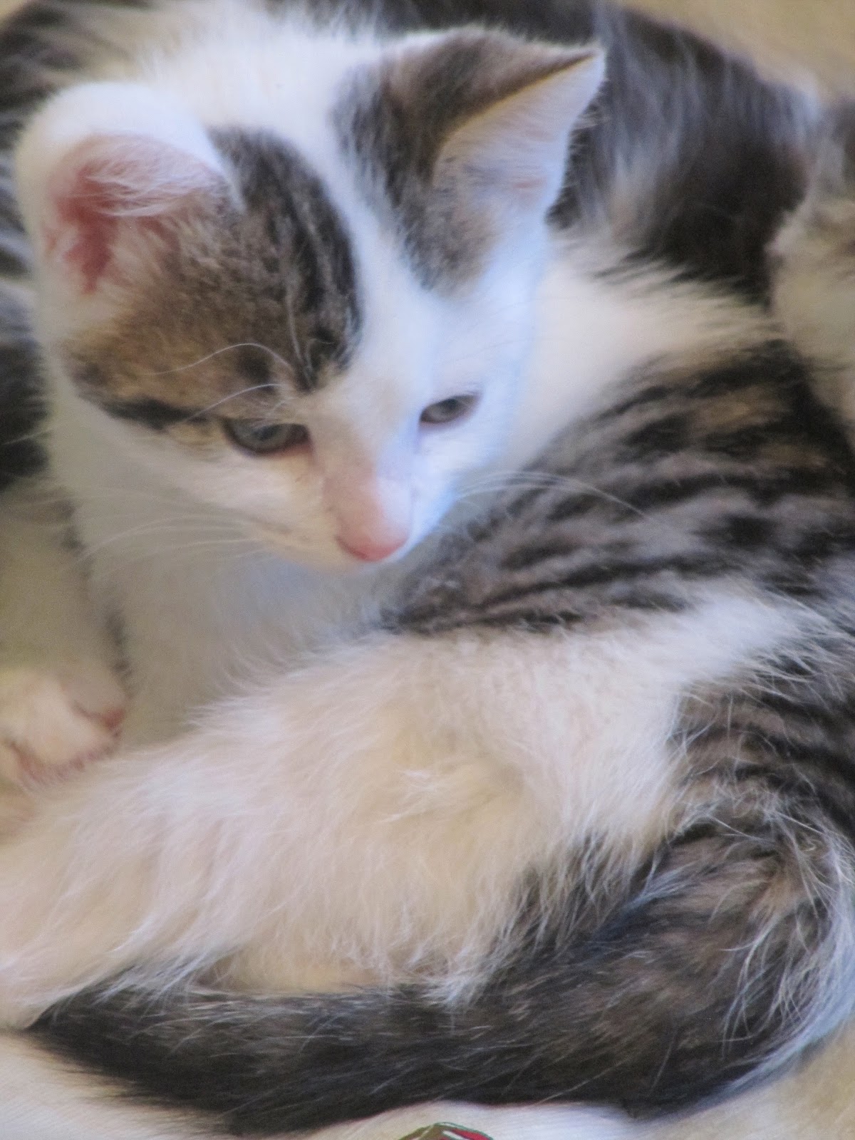 Ed and Reub Picking the kitten