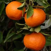 Como sembrar Mandarina Como sembrar Mandarina
