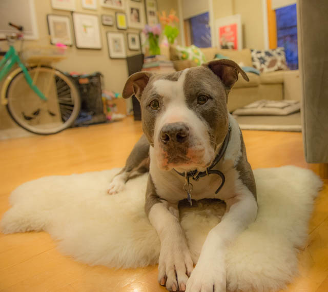 Two Pitties in the City DoggyStyle On Dogs and Fluffy Rugs