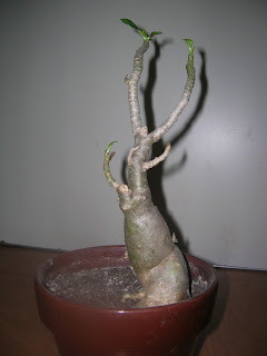 Adenium obesum - Page 11 Adenium+obesum