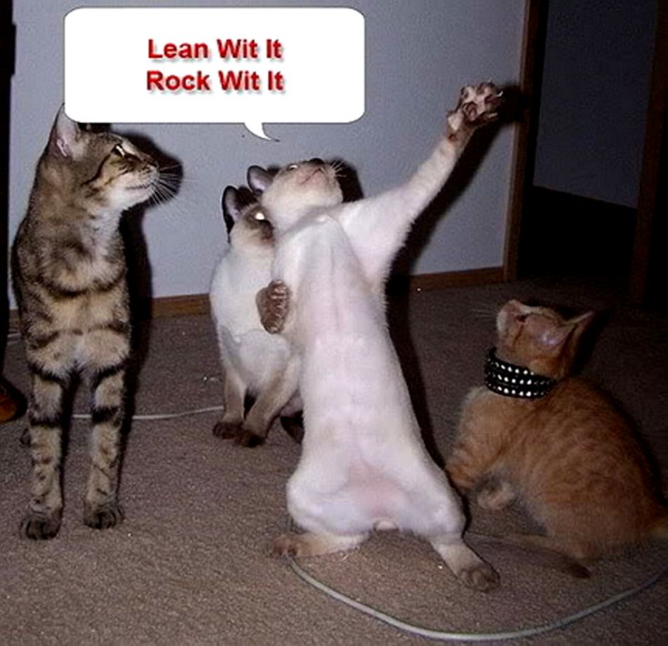 1000 images about Funny cats on Pinterest Cats Its cold and