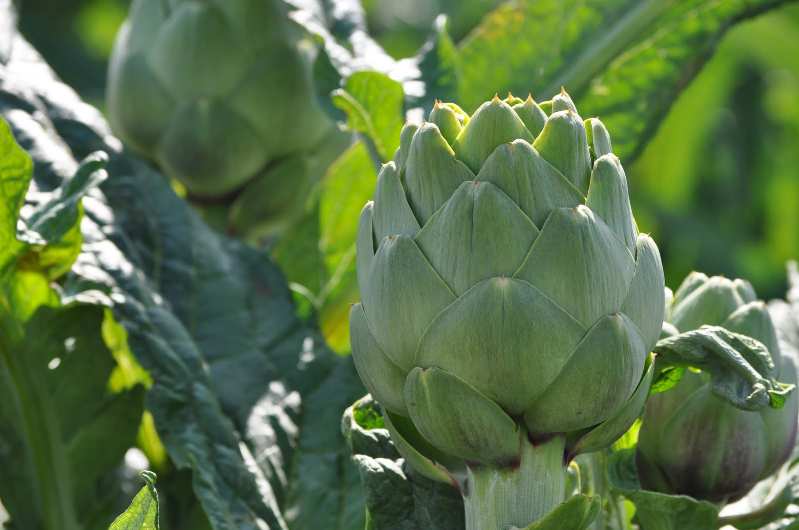 SquareCircleWorks The Art in Artichokes