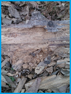 Close-up of the chewed log showing large wood chips along the sides.