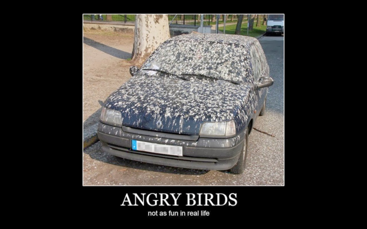 Utah Car Cents 10 Best Car Memes