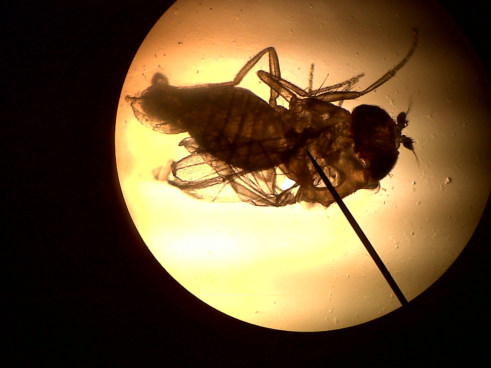 Ecology blog on an ecocolumn