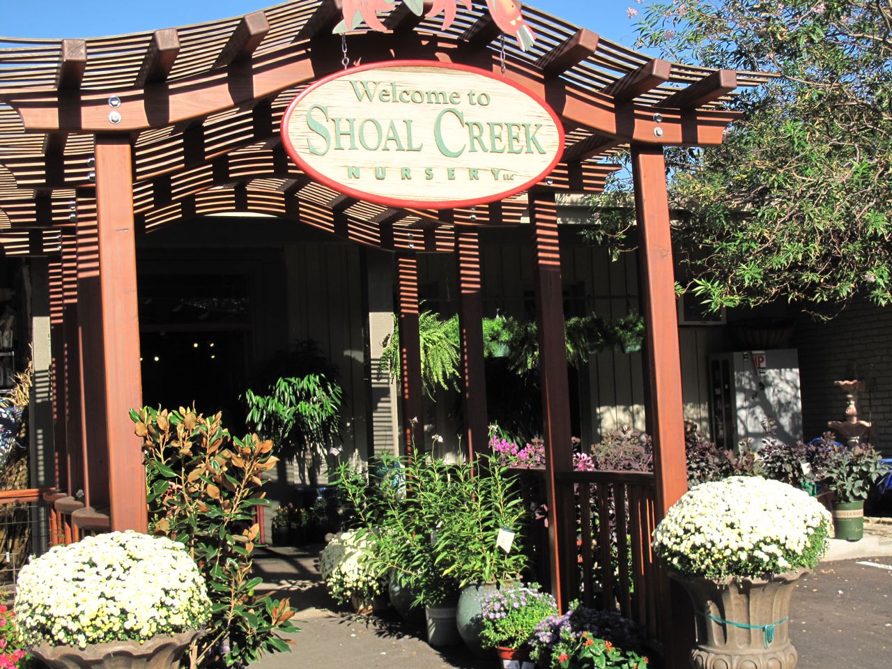 ROCK ROSE AUSTIN NURSERIES GIVEAWAY SHOAL CREEK NURSERY