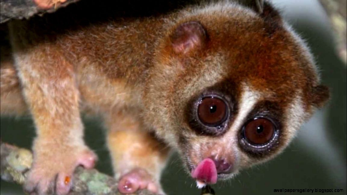 10 of the cutest endangered species YouTube 10 of the cutest endangered species YouTube