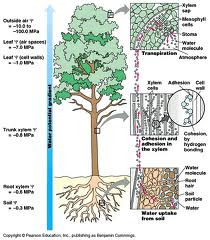 Anisaruana9e 199701 Sistem Pernafasan Manusia