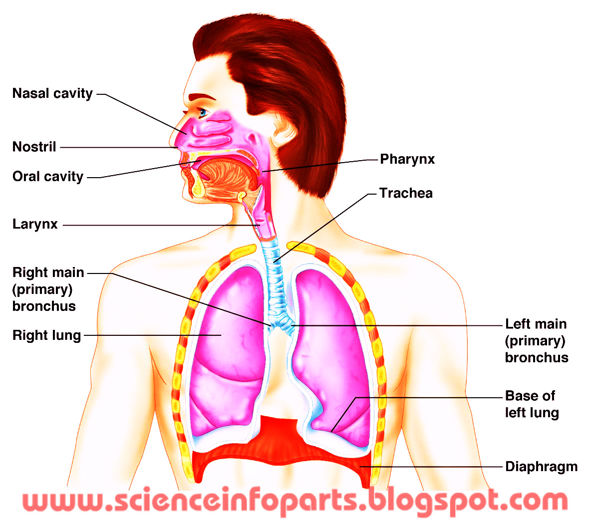 Respiratory System | Science, Biology,Human and Body Parts Best Information