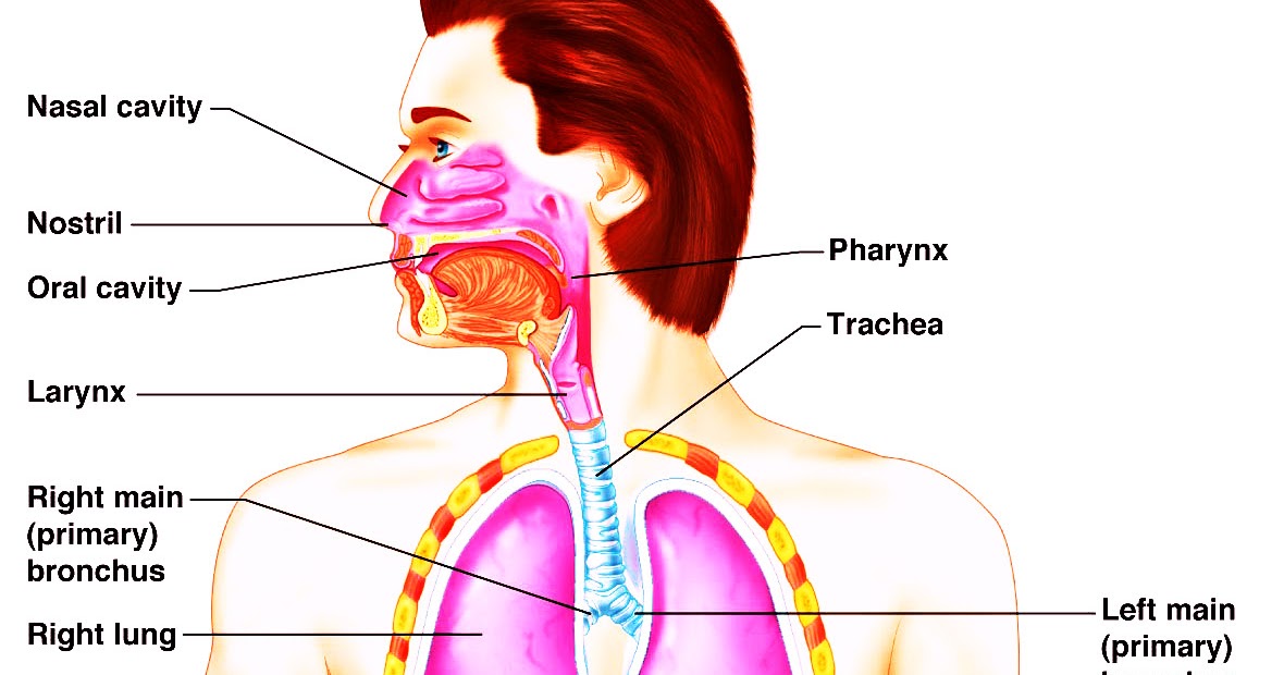 Respiratory System | Science, Biology,Human and Body Parts Best Information