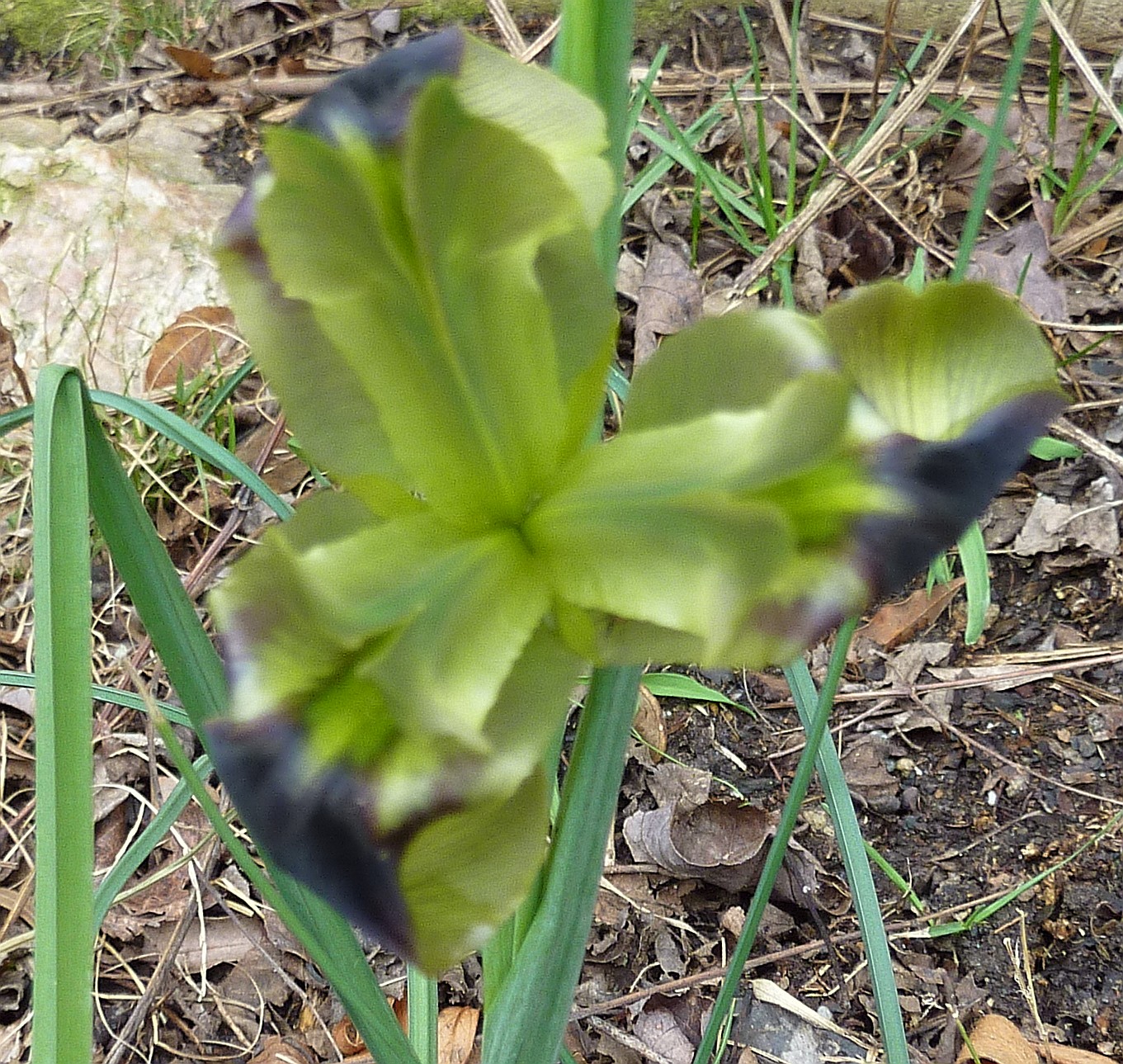 Snake Iris