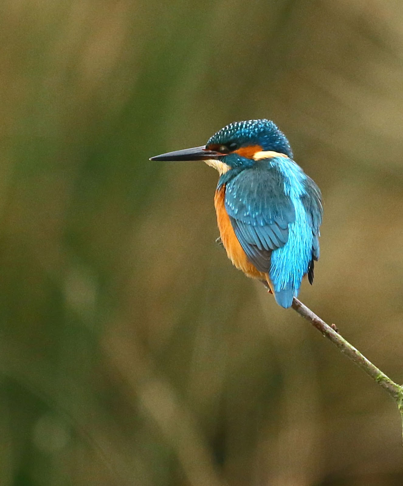 Darley Dale Wildlife Kingfisher Carsington Water