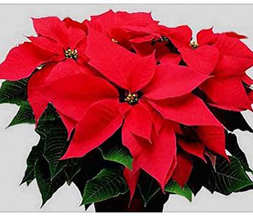 SABATO 24 DICEMBRE Stella_di_natale