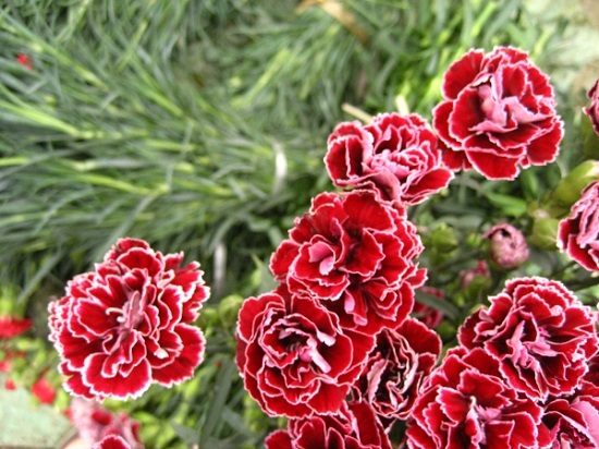 [Image: hoa-bieu-tuong-lang-mang-6.jpg]