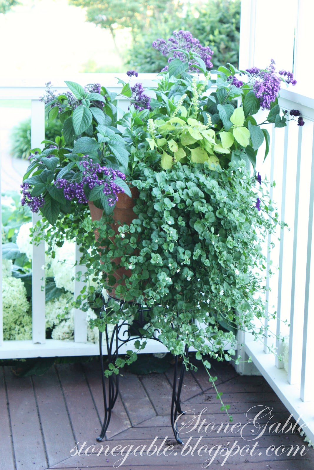 Three Dogs In A Garden Lilacs Planting Care And Pruning