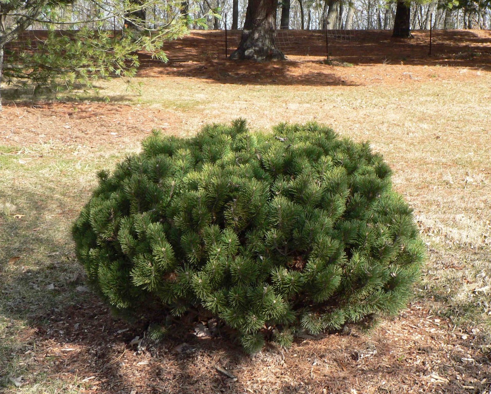 Visit My Garden Dwarf Pines at the Arboretum