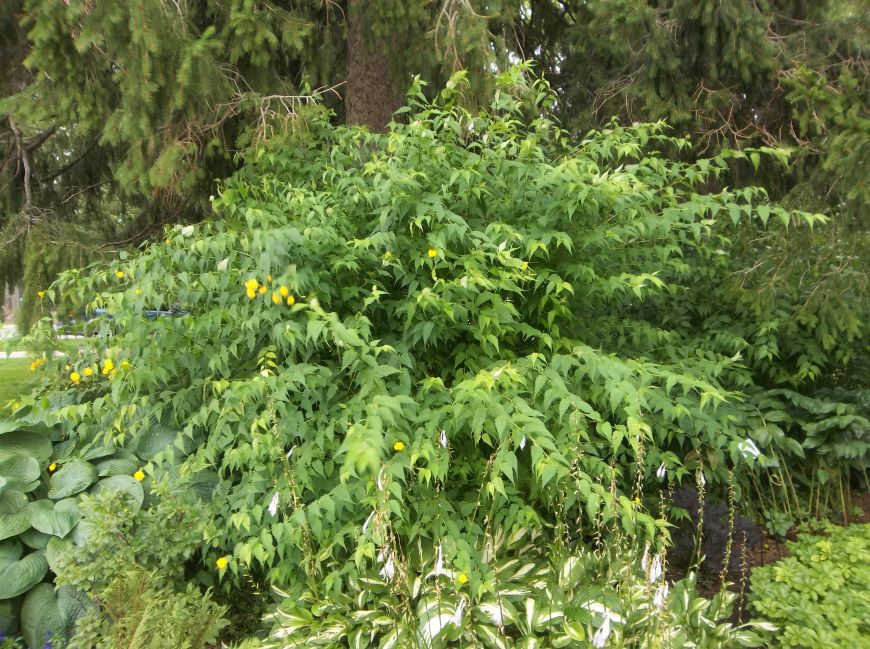 Future Plants By Randy Stewart Kerria Japonica