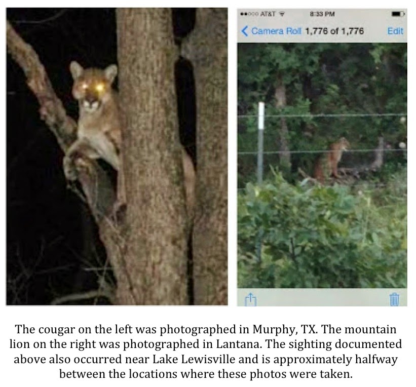 Cougars in central texas